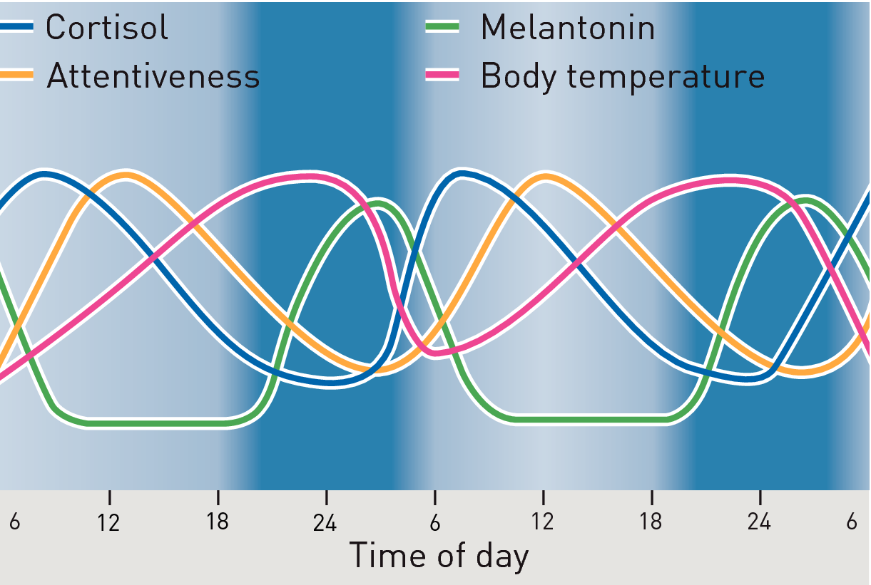 Circadian rhythm and inner clock